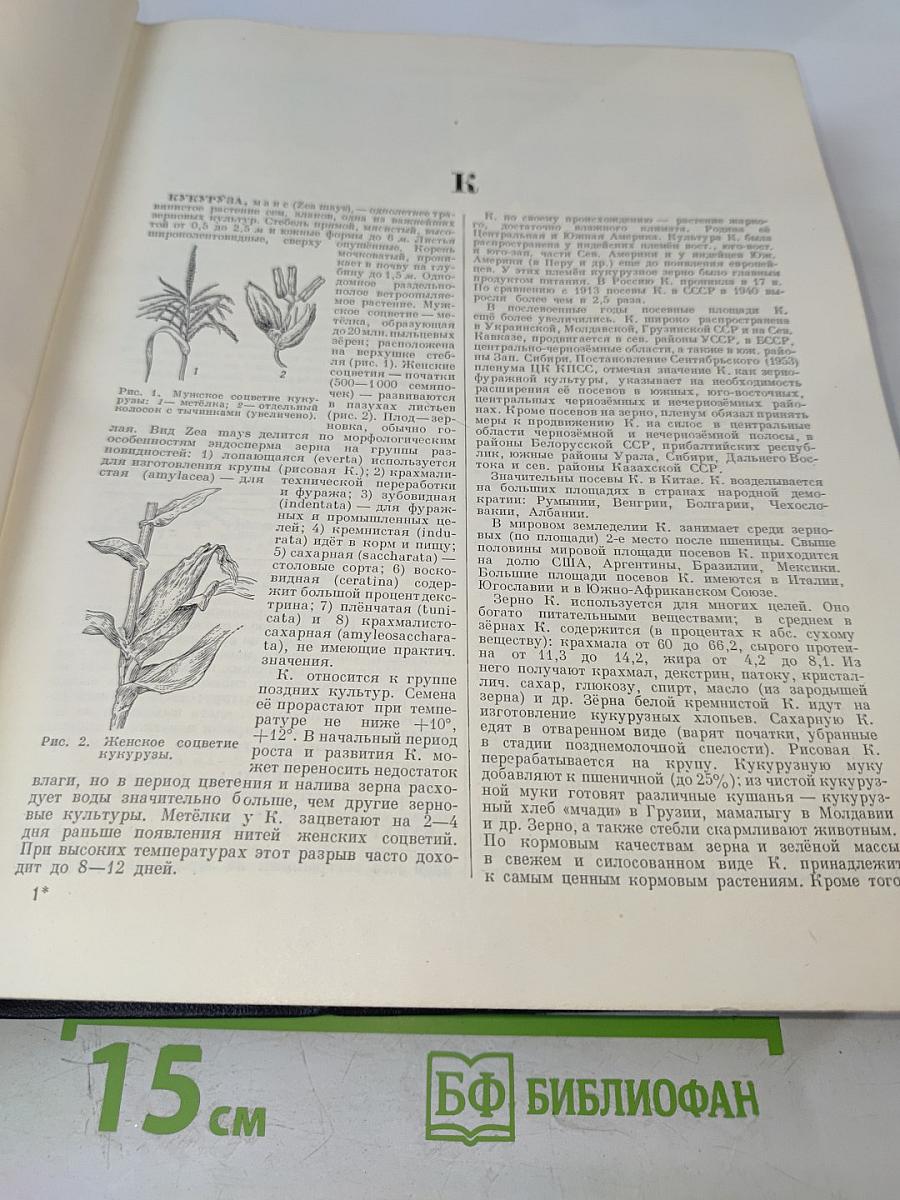 Большая Советская Энциклопедия. Том 24: Кукуруза – Лесничество