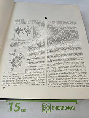 Большая Советская Энциклопедия. Том 24: Кукуруза – Лесничество