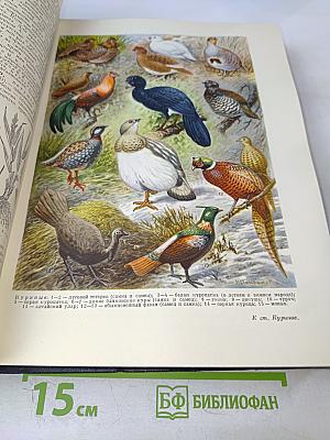 Большая Советская Энциклопедия. Том 24: Кукуруза – Лесничество