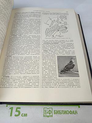 Большая Советская Энциклопедия. Том 31. Олопхо - Панино