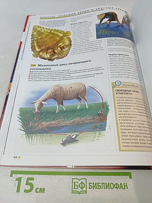 Наш мир от А до Я. Энциклопедия для детей № 64. От дикорастущих цветов до плоских червей и круглых червей