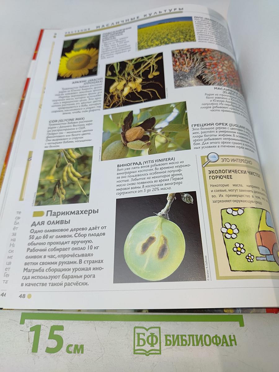 Наш мир от А до Я. Энциклопедия для детей. Том 29: От Людовика Святого до масличных растений