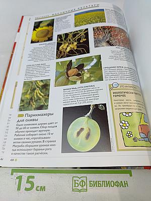 Наш мир от А до Я. Энциклопедия для детей. Том 29: От Людовика Святого до масличных растений