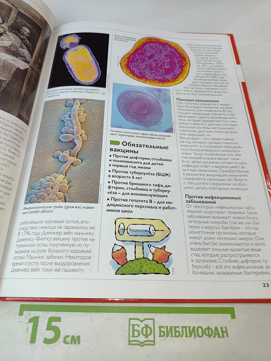 Наш мир от А до Я. Энциклопедия для детей. Том 27: От ламы, верблюда, дромадера до леса