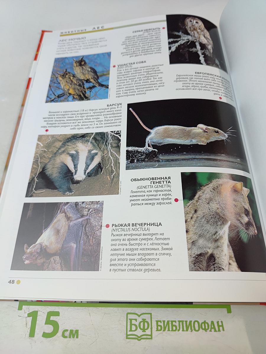 Наш мир от А до Я. Энциклопедия для детей. Том 27: От ламы, верблюда, дромадера до леса