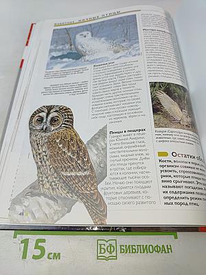 Наш мир от А до Я. Энциклопедия для детей. Том 35