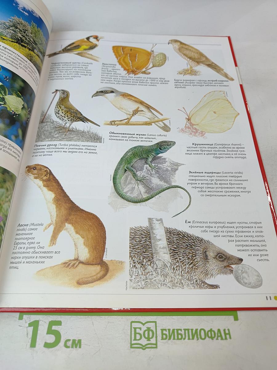 Наш мир от А до Я. Энциклопедия для детей №38. От оптических приборов до Александра Островского