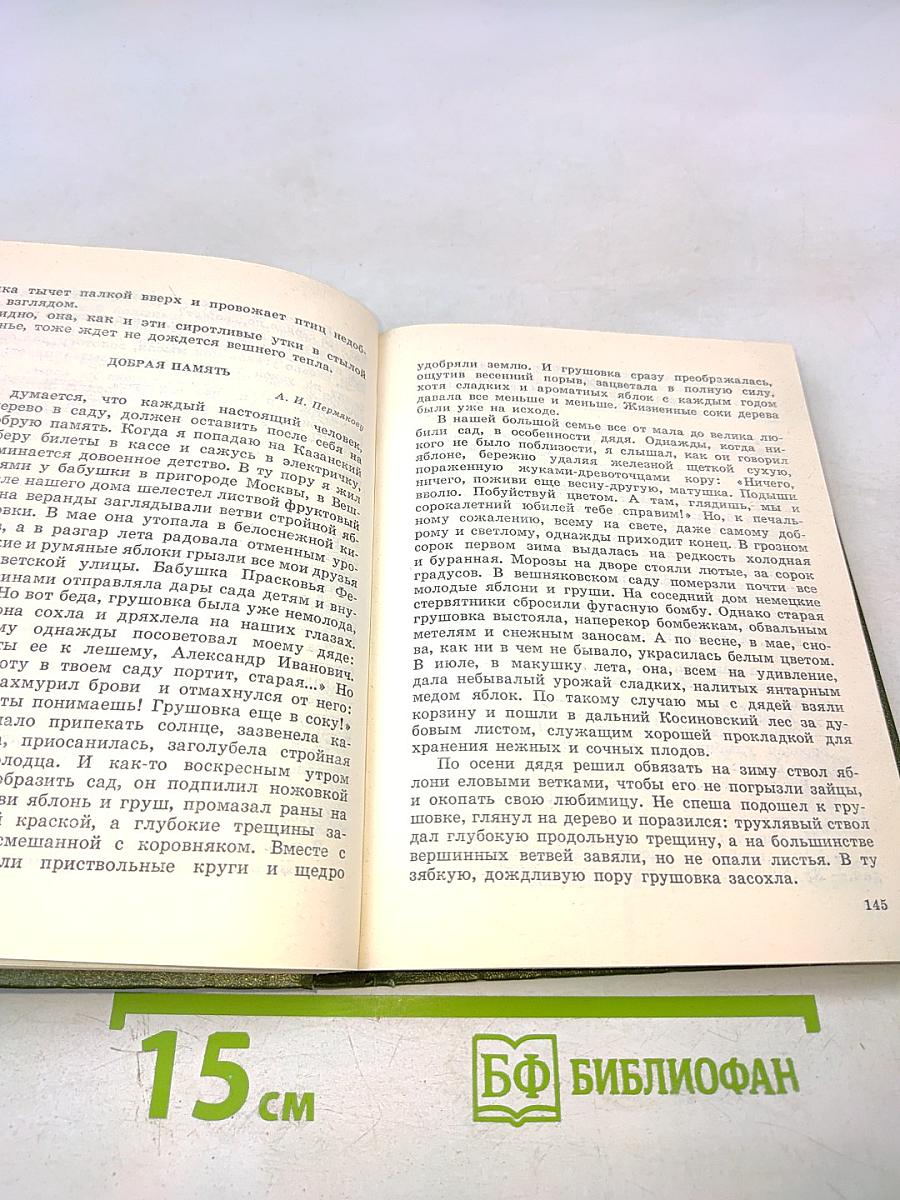 Березовый свет