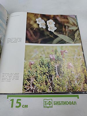 Лапландский заповедник