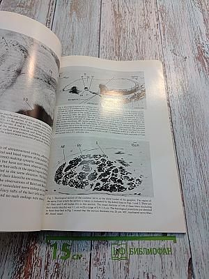 Brain Research. International Multidisciplinary Journal Devoted to Fundamental Research in the Brain Sciences. Vol. 115 No. 1