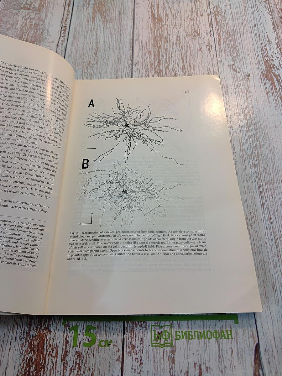 Brain Research. International Multidisciplinary Journal Devoted to Fundamental Research in the Brain Sciences. Volume 183, Number 2