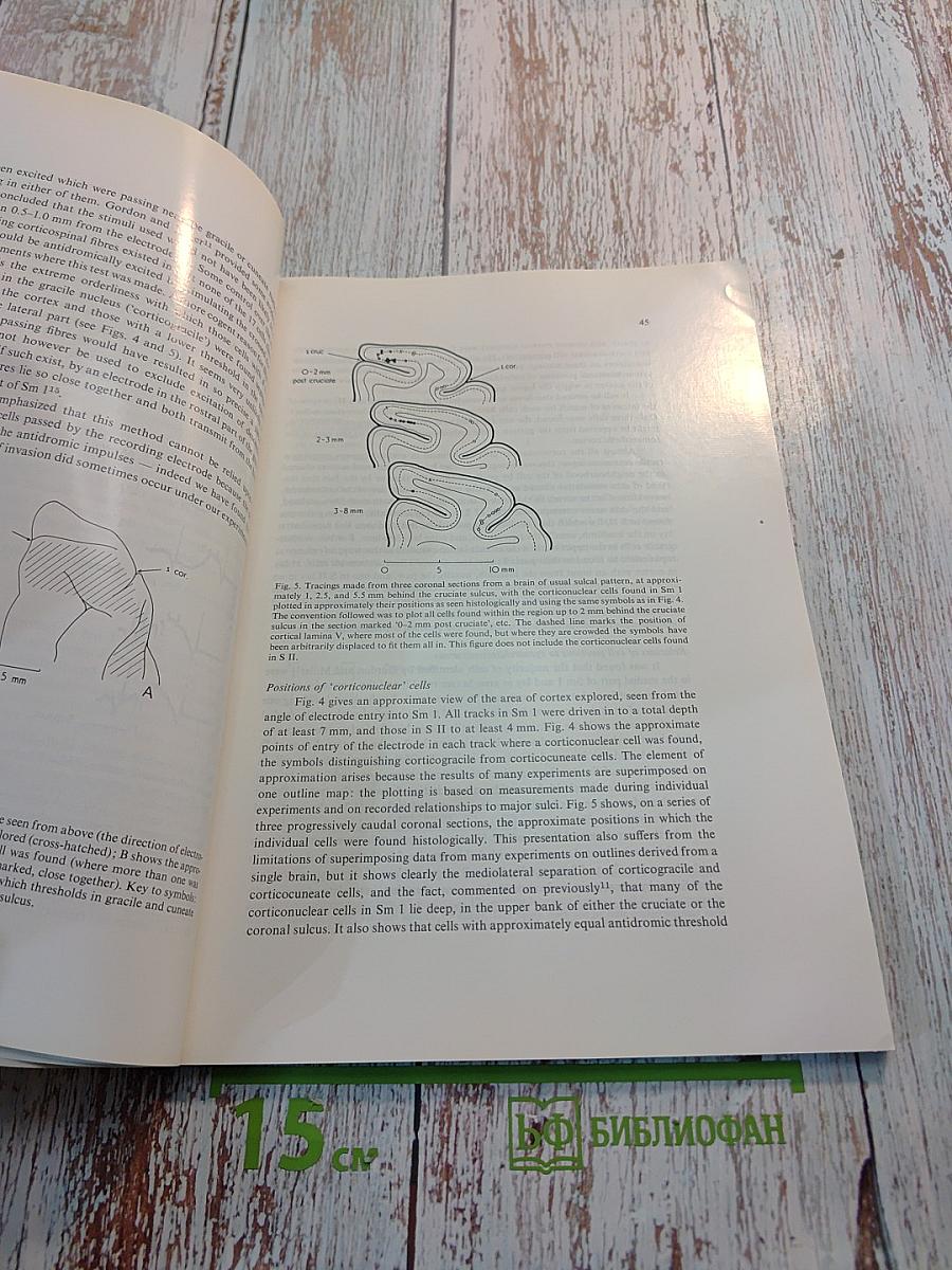 Brain Research International Multidisciplinary Journal Devoted to Fundamental Research in the Brain Sciences. Vol. 128 No. 1