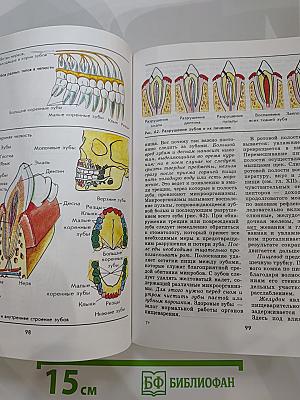 Биология Человек 9 класс