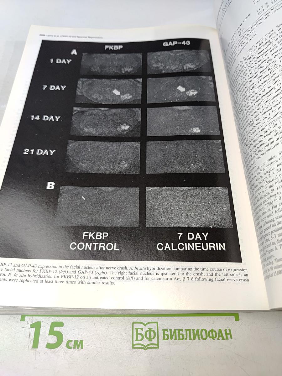 The Journal of Neuroscience. April 1995. Volume 15 Number 4