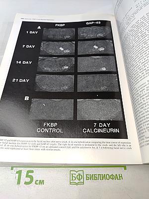 The Journal of Neuroscience. April 1995. Volume 15 Number 4