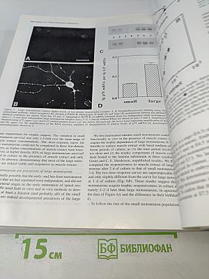 The Journal of Neuroscience. April 1995. Volume 15 Number 4