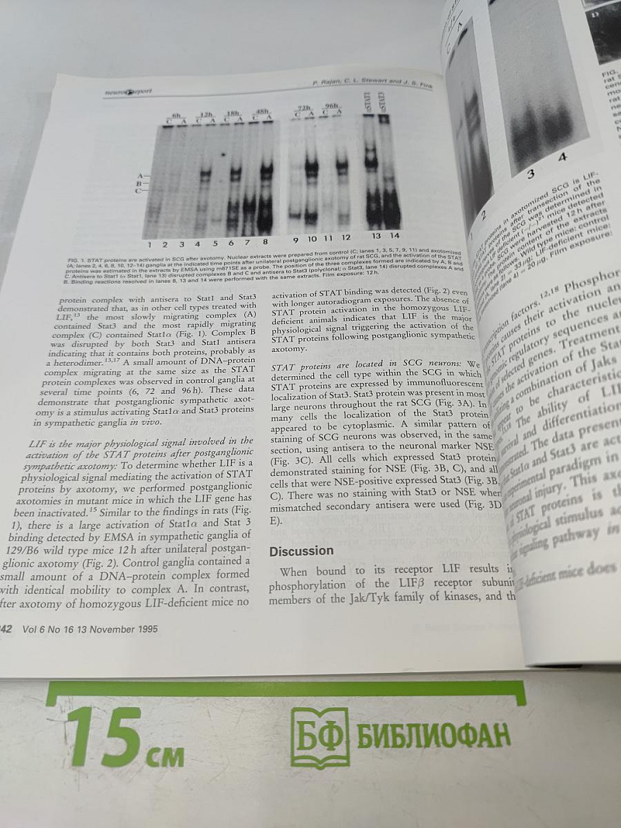 neuroReport Volume 6 Number 16