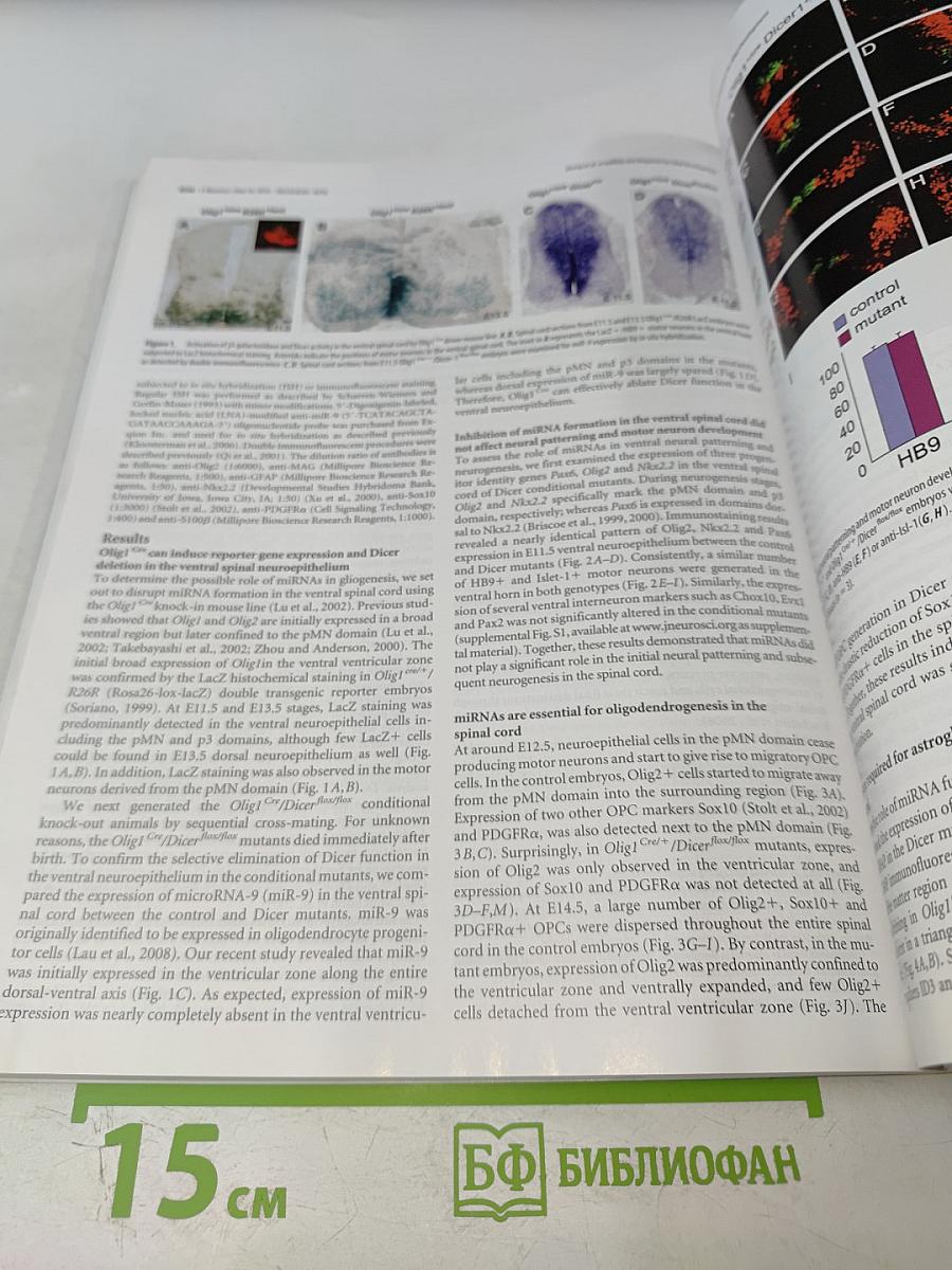 The Journal of Neuroscience, Volume 30 Number 24