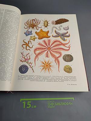 Большая Советская Энциклопедия. Том 10: Ива – Итаки