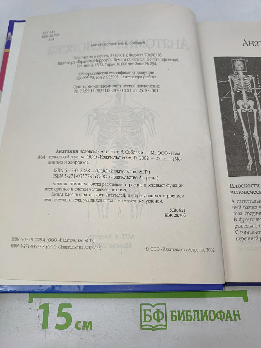 Анатомия человека