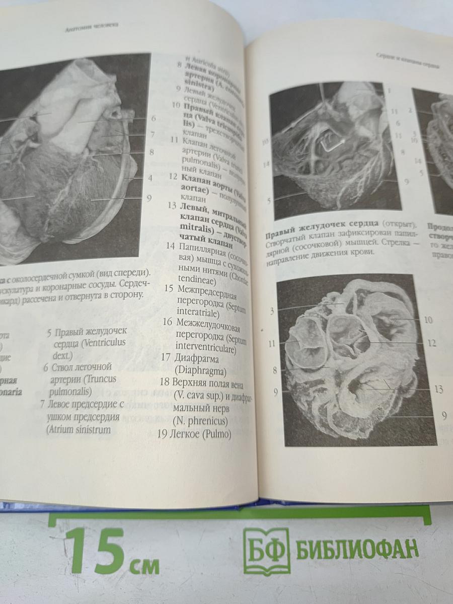 Анатомия человека