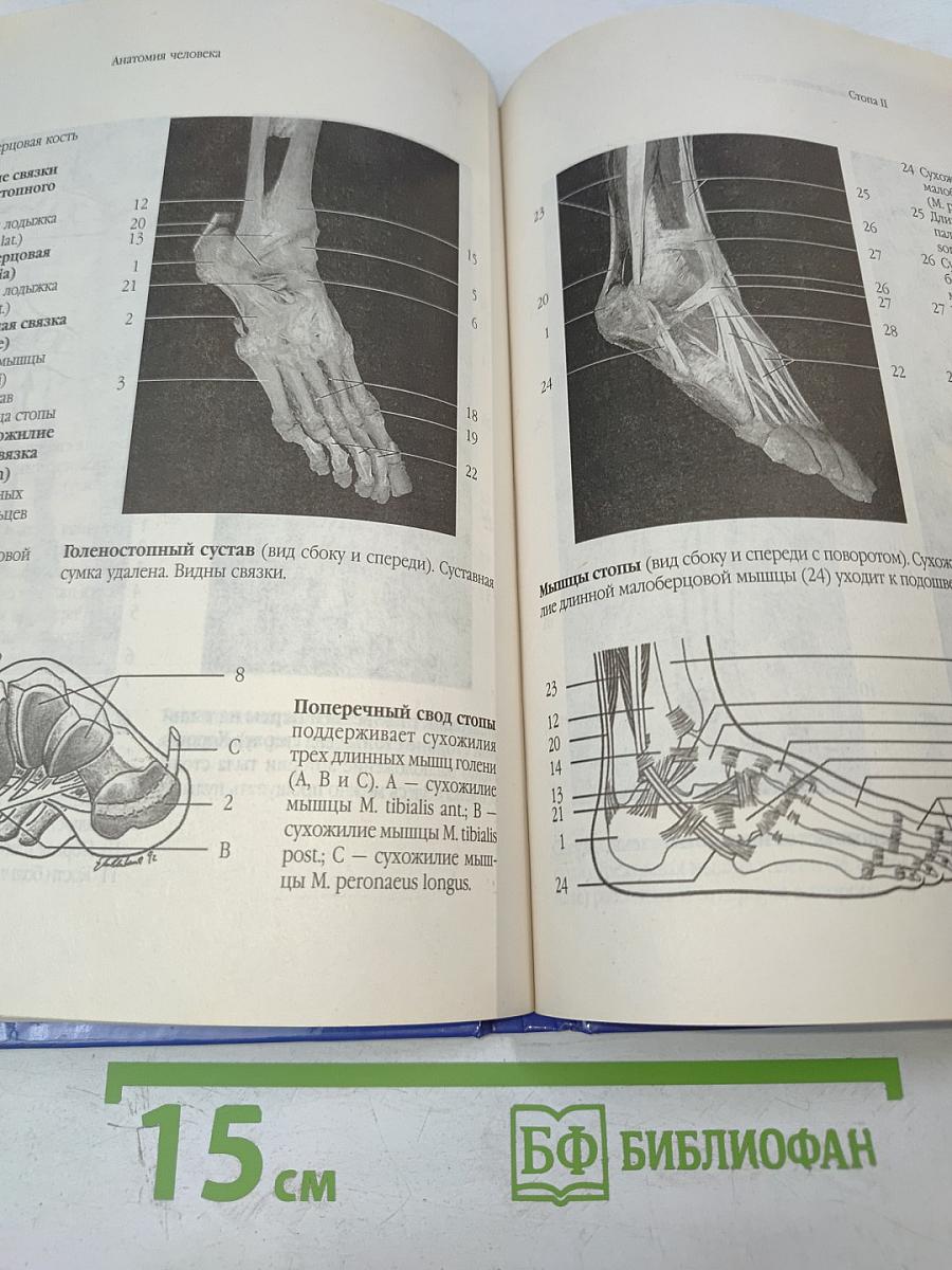 Анатомия человека