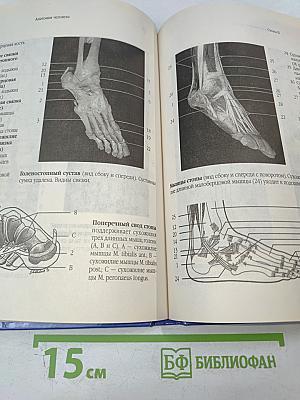 Анатомия человека