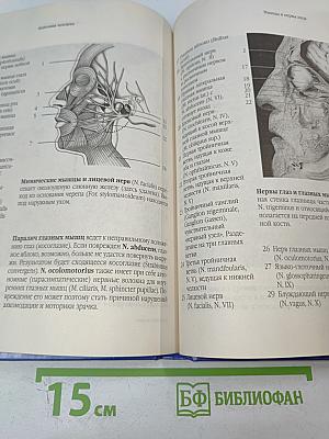 Анатомия человека