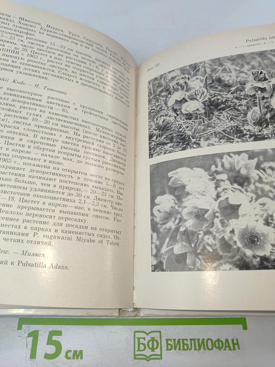 Дикорастущие декоративные растения Сахалина и Курильских островов