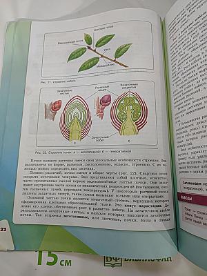 Биология 6 класс