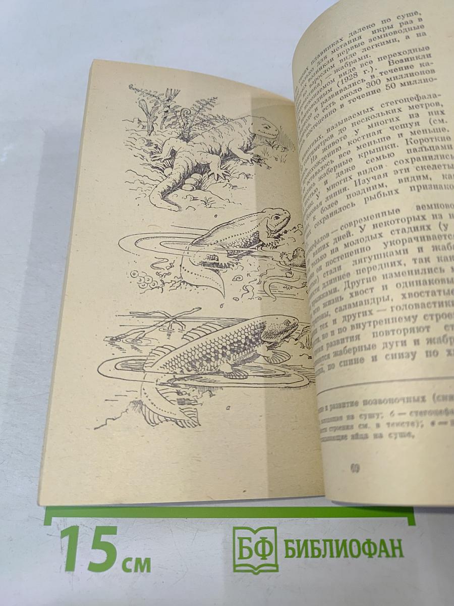 Очерки о филогенении и охране животного мира