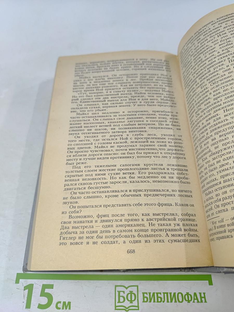 Молодые львы