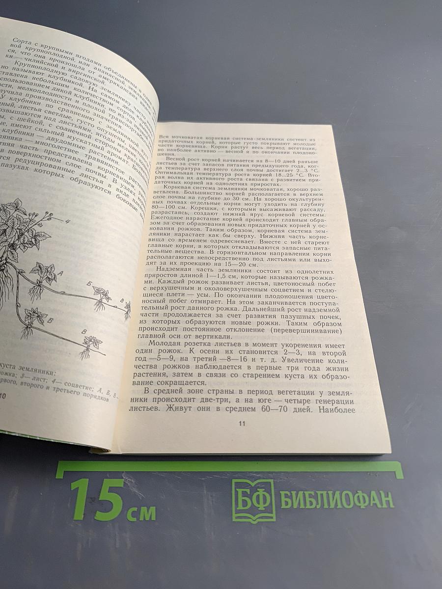 Ягодный сад