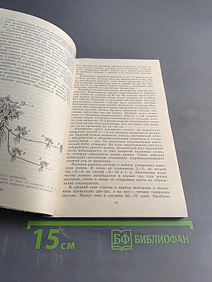 Ягодный сад