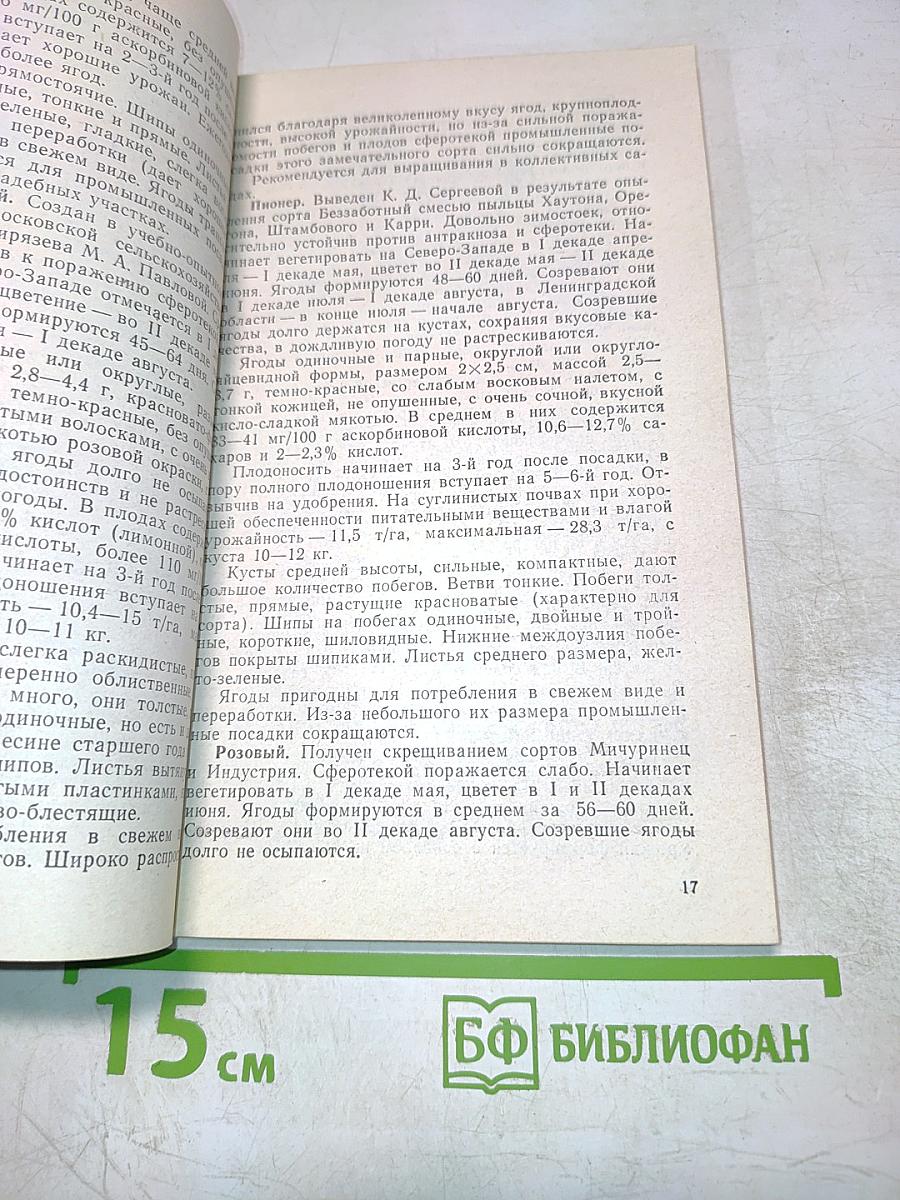 Крыжовник в саду