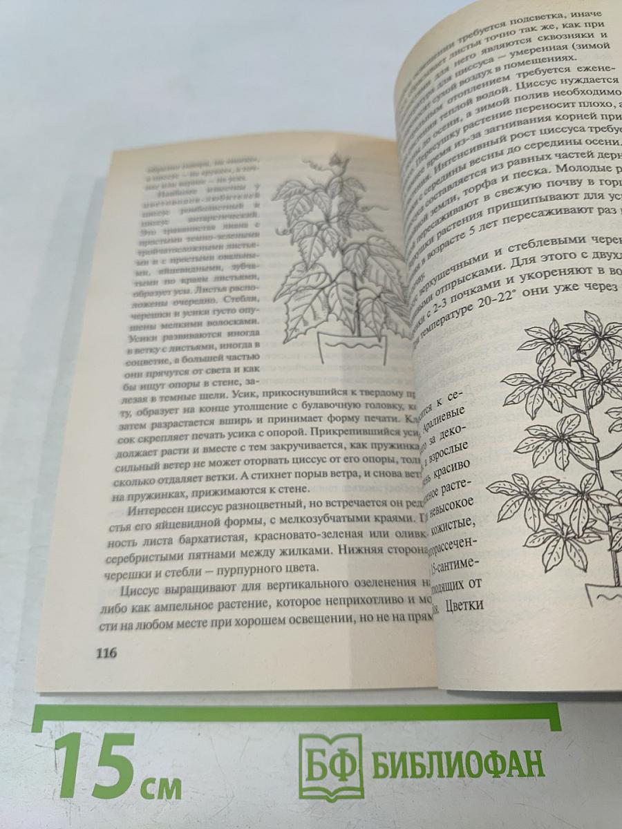 Домашние цветы