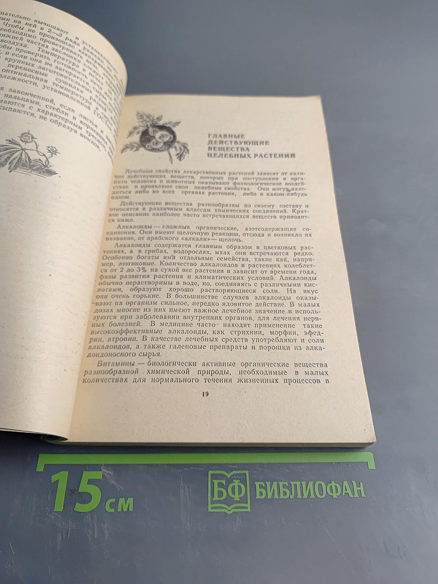 Целебные растения вокруг нас