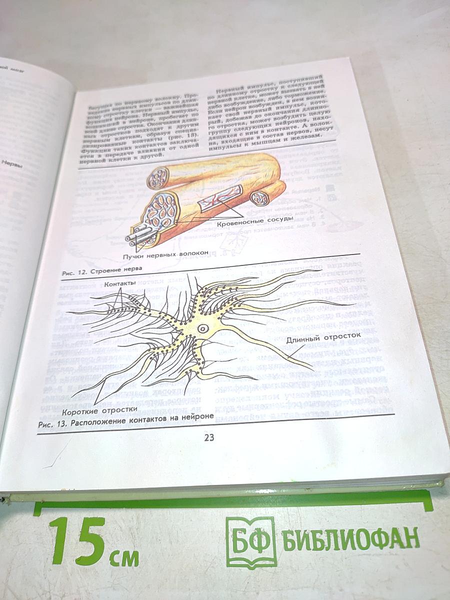 Биология Человек 9