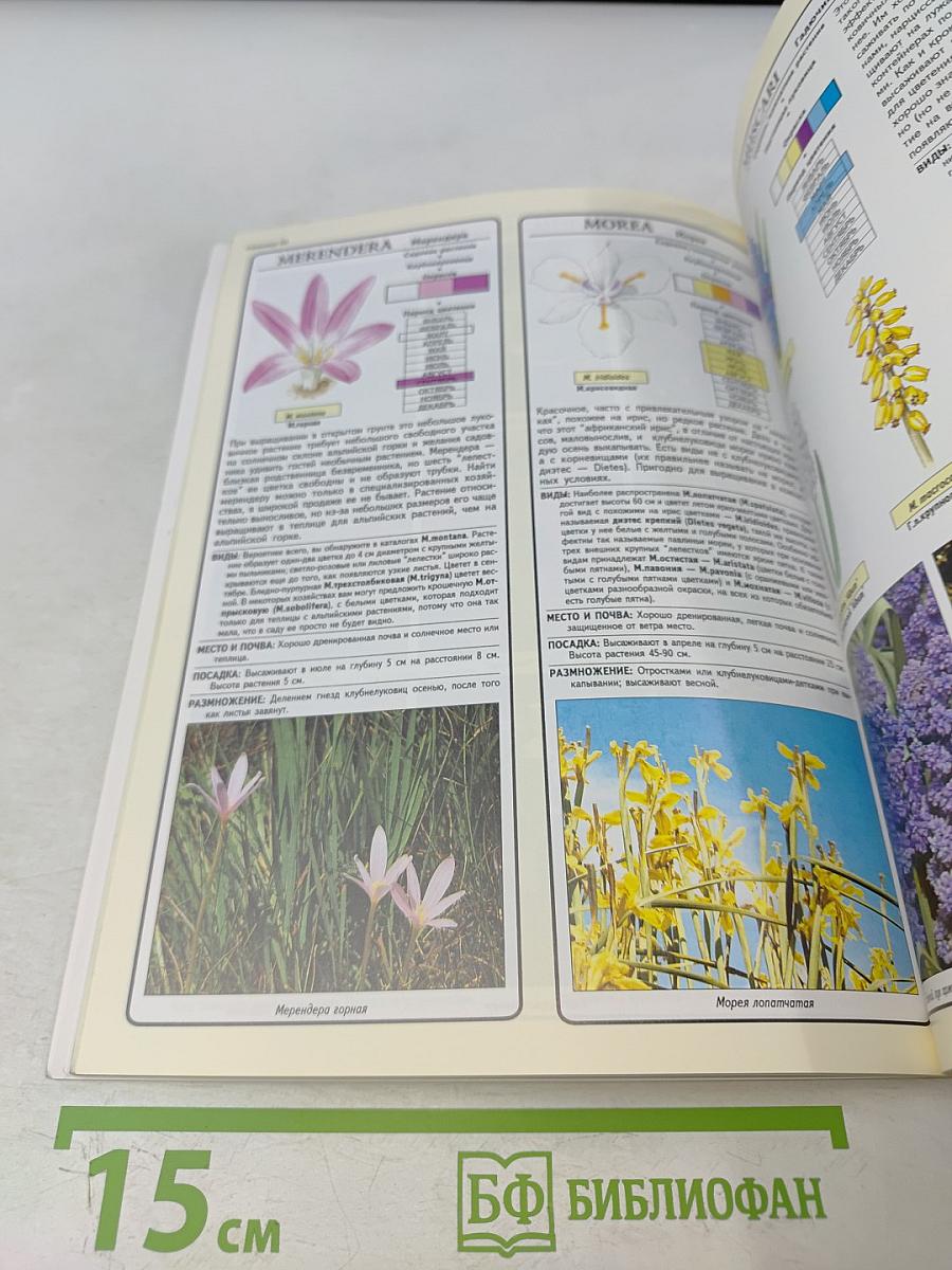 Все о луковичных растениях