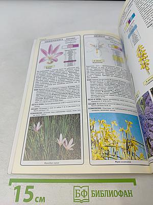 Все о луковичных растениях