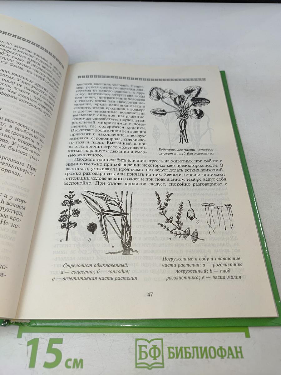 Декоративные грызуны