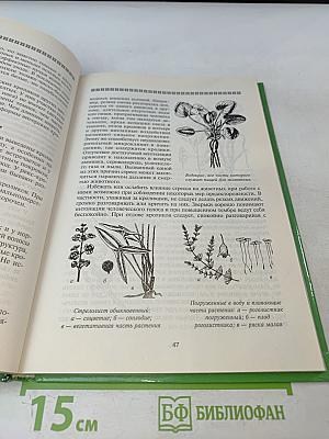 Декоративные грызуны