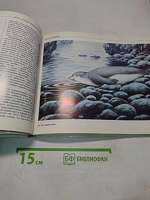 Атлас морских млекопитающих СССР