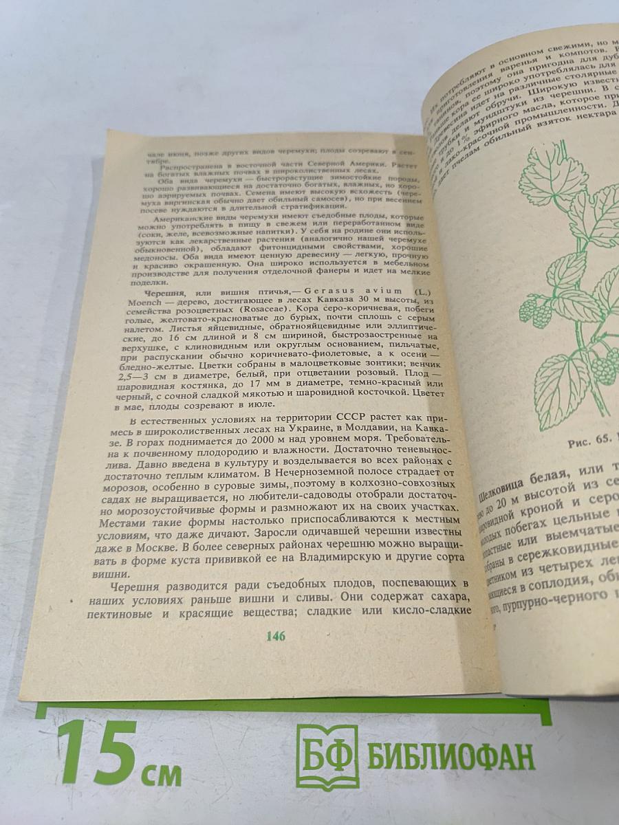 Дикорастущие полезные растения