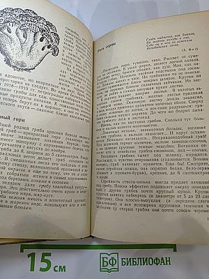Дары русского леса