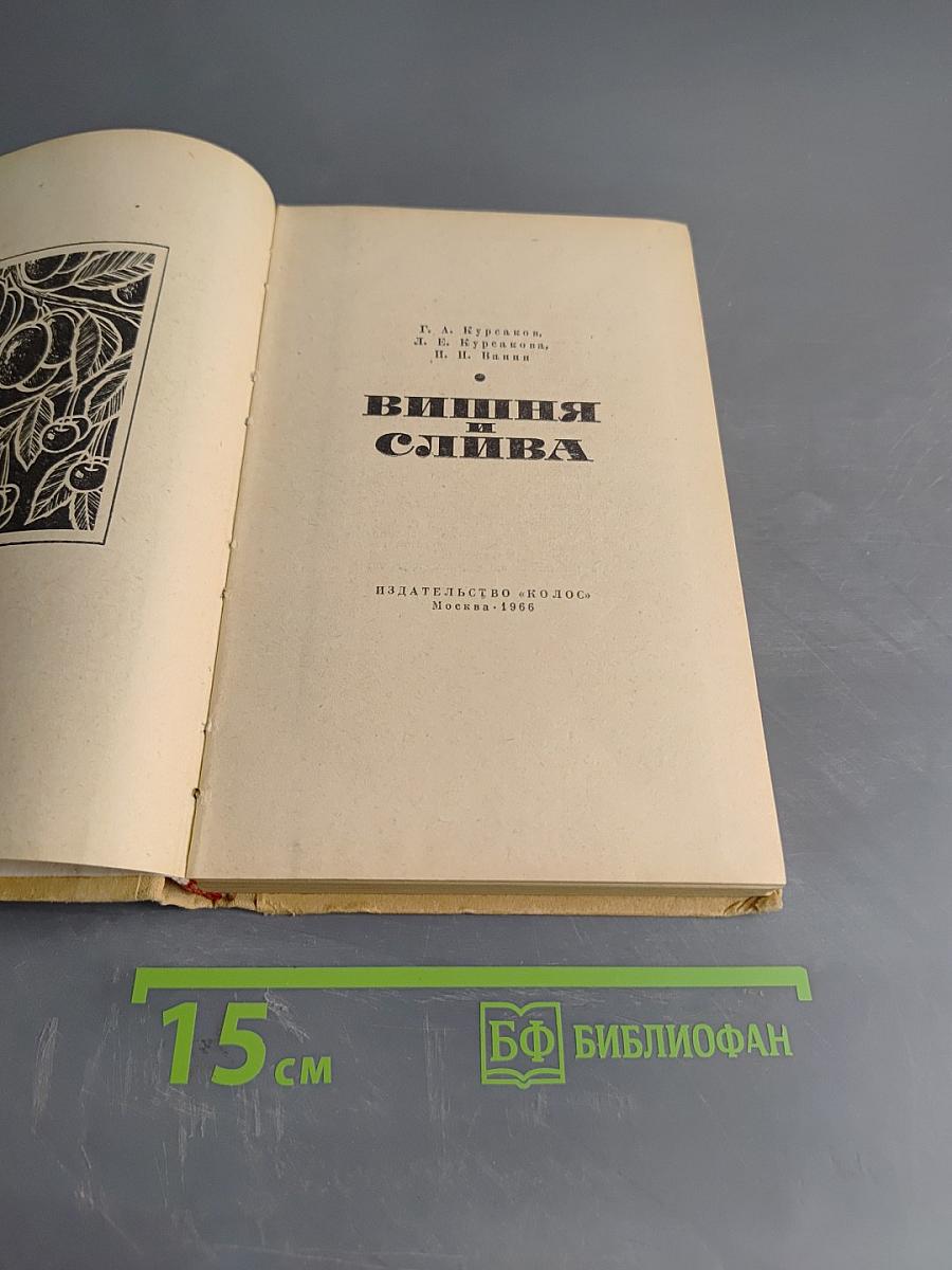 Вишня и слива