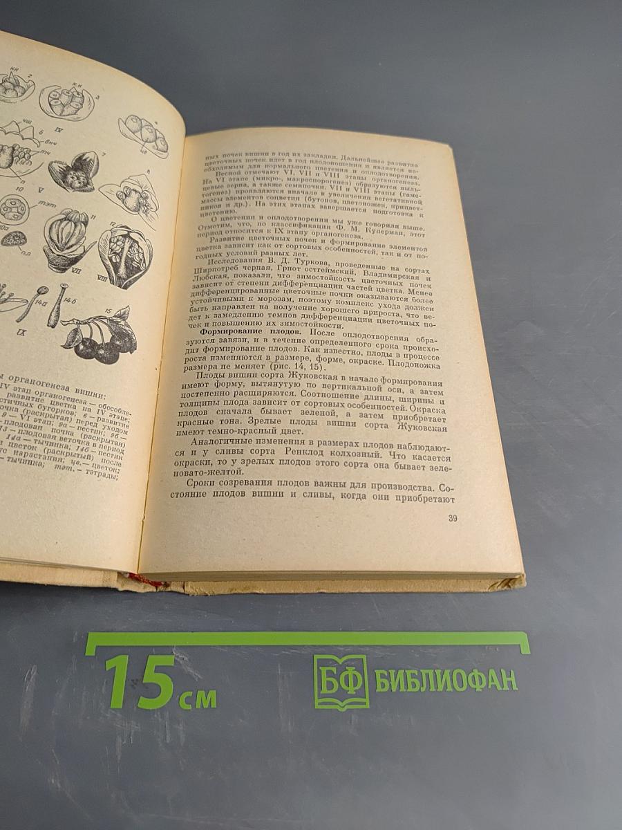 Вишня и слива