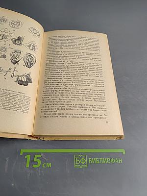 Вишня и слива