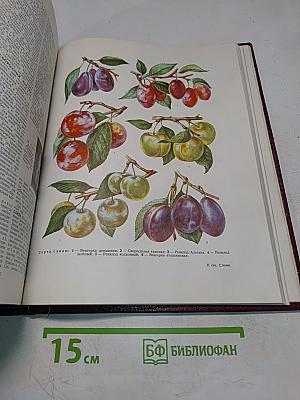 Большая Советская Энциклопедия. Том 23. Сафлор — Соан