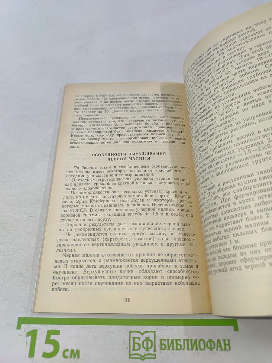 Малина в саду